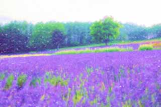 Illust, materieel, vrij, landschap, schilderstuk, schilderstuk, kleuren potlood, crayon, werkje,Een lavendelblauwe veld van de schemering, Lavendelblauw, Bloementuin, Blauwige viooltje, Kruid