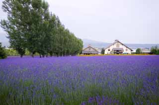 Foto, materieel, vrij, landschap, schilderstuk, bevoorraden foto,Een lavendelblauwe veld, Lavendelblauw, Bloementuin, Blauwige viooltje, Kruid