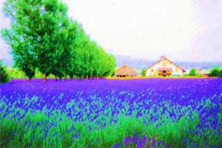 illustration,material,free,landscape,picture,painting,color pencil,crayon,drawing,A lavender field, lavender, flower garden, Bluish violet, Herb