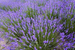 fotografia, material, livra, ajardine, imagine, proveja fotografia,Um campo de lavanda, lavanda, jardim de flor, Violeta azulada, Herb