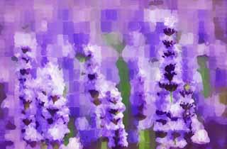 illust, matire, libre, paysage, image, le tableau, crayon de la couleur, colorie, en tirant,Un champ lavande, lavande, jardin de la fleur, Violette bleutre, Herb