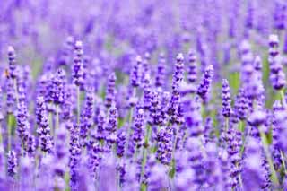 foto,tela,gratis,paisaje,fotografa,idea,Un campo lila, Lavanda, Jardn de flores, Violeta azulada, Herb