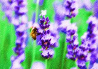 illust, material, livram, paisagem, quadro, pintura, lpis de cor, creiom, puxando, uma abelha a uma lavanda, lavanda, , abelha, 