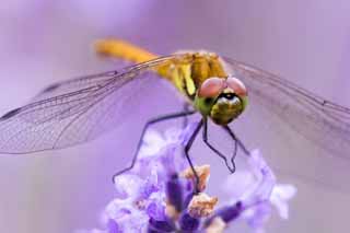 Foto, materieel, vrij, landschap, schilderstuk, bevoorraden foto,Het is een libelle naar een lavendelblauw, Libelle, , , Veren