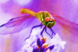 illustration,material,free,landscape,picture,painting,color pencil,crayon,drawing,It is a dragonfly to a lavender, dragonfly, , , feather