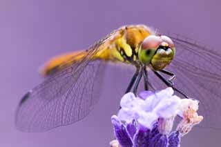 photo,material,free,landscape,picture,stock photo,Creative Commons,It is a dragonfly to a lavender, dragonfly, , , feather