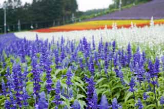 Foto, materiell, befreit, Landschaft, Bild, hat Foto auf Lager,Ein blauer Weise, blauer Weise, , Die Weisegattung, Bluliches Violett