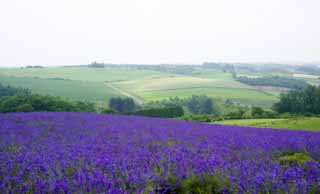 fotografia, materiale, libero il panorama, dipinga, fotografia di scorta,Un campo color lavanda, lavanda, giardino floreale, Violetta bluastra, Herb