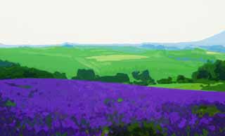 illust, materiell, befreit, Landschaft, Bild, Gemlde, Farbbleistift, Wachsmalstift, Zeichnung,,Ein Lavendelfeld, Lavendel, Blumengarten, Bluliches Violett, Herb