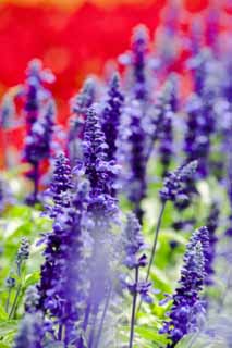 Foto, materieel, vrij, landschap, schilderstuk, bevoorraden foto,Een blauw sage, Lavendelblauw, Bloementuin, Blauwige viooltje, Kruid