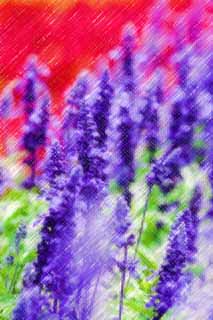 illust, matire, libre, paysage, image, le tableau, crayon de la couleur, colorie, en tirant,Un sage bleu, lavande, jardin de la fleur, Violette bleutre, Herb