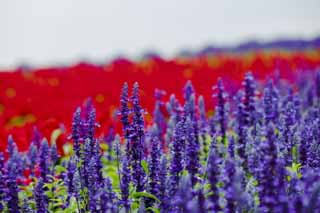 Foto, materiell, befreit, Landschaft, Bild, hat Foto auf Lager,Ein blauer Weise, Lavendel, Blumengarten, Bluliches Violett, Herb
