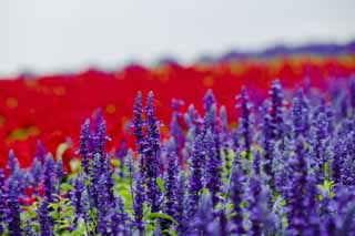 Foto, materieel, vrij, landschap, schilderstuk, bevoorraden foto,Een blauw sage, Lavendelblauw, Bloementuin, Blauwige viooltje, Kruid