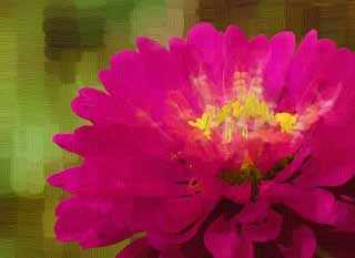 illustration,material,free,landscape,picture,painting,color pencil,crayon,drawing,A zinnia, zinnia, Purplish red, petal, flower