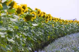 Foto, materieel, vrij, landschap, schilderstuk, bevoorraden foto,Een zonnebloem veld, Zonnebloem, , , Geel