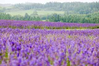 photo, la matière, libre, aménage, décrivez, photo de la réserve,Un champ lavande, lavande, jardin de la fleur, Violette bleuâtre, Herb