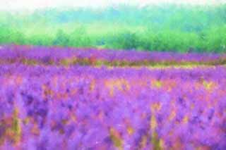 illustration,material,free,landscape,picture,painting,color pencil,crayon,drawing,A lavender field, lavender, flower garden, Bluish violet, Herb