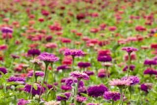 fotografia, materiale, libero il panorama, dipinga, fotografia di scorta,Un zinnia, zinnia, Violaceo rosso, petalo, fiore