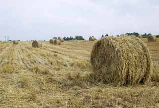 Foto, materiell, befreit, Landschaft, Bild, hat Foto auf Lager,Eine Grasrolle, Grasrolle, Stroh, , Futter