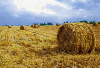 illust, matire, libre, paysage, image, le tableau, crayon de la couleur, colorie, en tirant,Un rouleau d'herbe, rouleau d'herbe, Paille, , Alimentation