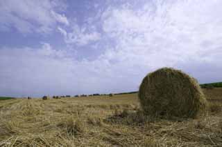 Foto, materiell, befreit, Landschaft, Bild, hat Foto auf Lager,Eine Grasrolle, Grasrolle, Stroh, , Futter