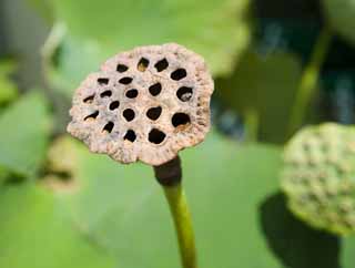 Foto, materieel, vrij, landschap, schilderstuk, bevoorraden foto,Een echt gat van een lotus, Lotus, , Gat, 