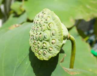 photo, la matire, libre, amnage, dcrivez, photo de la rserve,Vraie peur d'un lotus, lotus, , , Fruit