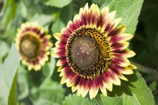 photo,material,free,landscape,picture,stock photo,Creative Commons,A gardening sunflower, sunflower, , , 