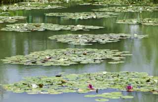 Foto, materieel, vrij, landschap, schilderstuk, bevoorraden foto,Een waterplas van een waterhoudende lelie, , Water lelie, , 