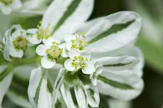 foto,tela,gratis,paisaje,fotografa,idea,Una nevada - sobre - el montaa de -, Variegation, , Fantasma droga, Sun spurge