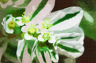 illust, , , , , ,  ,  , ., - --., Variegation, ,  ,  spurge