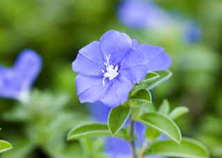 Foto, materiell, befreit, Landschaft, Bild, hat Foto auf Lager,Amerikanisch blau, , Americblue, convolvulus, 