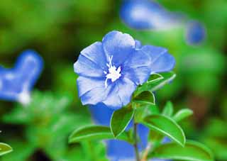 ,,, ,,,   , ,.  

 .  , , Americblue., convolvulus.  , 