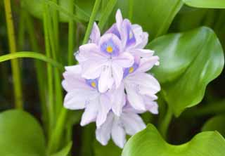 photo, la matire, libre, amnage, dcrivez, photo de la rserve,Une hyacinthe d'eau, arrosez l'hyacinthe, , , Hotei est bleu