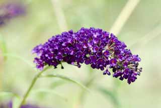 Foto, materiell, befreit, Landschaft, Bild, hat Foto auf Lager,Ein buddleia, buddleia, FusBuddlejjaponica, Schmetterling Bush, 