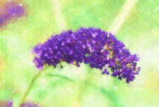 illust, , , , , ,  ,  , .,buddleia., buddleia, Fusbuddlejjaponica,  , 