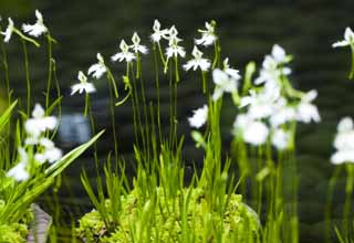 photo,material,free,landscape,picture,stock photo,Creative Commons,A rein orchis, rein orchis, , Heron grass, 