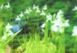 illust, matire, libre, paysage, image, le tableau, crayon de la couleur, colorie, en tirant,Un orchis de la rne, freinez orchis, , Herbe du hron, 