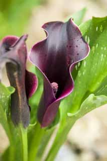 Foto, materieel, vrij, landschap, schilderstuk, bevoorraden foto,Een bloem van een zwarte boord, Kleur, Taro afdeling, , 