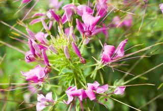 photo, la matire, libre, amnage, dcrivez, photo de la rserve,Un cleome, cleome, Spinosa Cleome, fleur de l'araigne gante, Herbe du papillon du de l'ouest-style