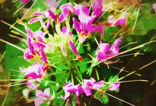 illust, materiell, befreit, Landschaft, Bild, Gemlde, Farbbleistift, Wachsmalstift, Zeichnung,,Ein cleome, cleome, Cleome spinosa, riesige Spinnenblume, West-Stilschmetterlingsgras