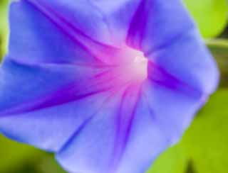 photo,material,free,landscape,picture,stock photo,Creative Commons,A morning glory, morning glory, , , 