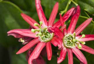 , , , , ,  .,passionflower., passionflower,        , , 