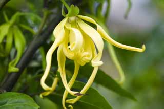 photo,material,free,landscape,picture,stock photo,Creative Commons,A ylang-ylang, ylang-ylang, Sweetsop, The Comoros, Perfume