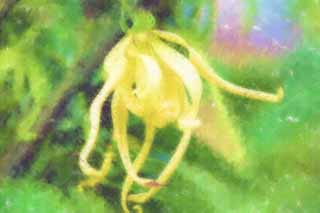 ,,, ,,,   , ,.  

- ylang ylang .  , - ylang ylang., Sweetsop.,    , .  