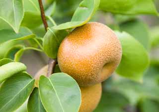 Foto, materiell, befreit, Landschaft, Bild, hat Foto auf Lager,Eine Frucht eines Birnenbaumes, Unverfgbar, Birnenbaum, , Frucht