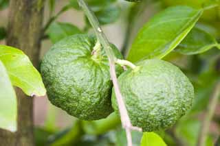 photo,material,free,landscape,picture,stock photo,Creative Commons,A young fruit of citron, mandarin orange, Citrus fruits, CKitsu, Citron