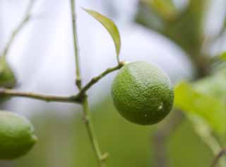 photo,material,free,landscape,picture,stock photo,Creative Commons,The young beauty of a lemon, lemon, , , Fruit