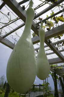 Foto, materieel, vrij, landschap, schilderstuk, bevoorraden foto,Een huge gourd, Kalebas, , , 