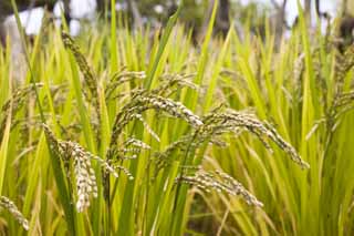 foto,tela,gratis,paisaje,fotografa,idea,Una cosecha del arroz, Arroz, , U.S.A.., 